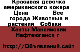 Красивая девочка американского кокера › Цена ­ 35 000 - Все города Животные и растения » Собаки   . Ханты-Мансийский,Нефтеюганск г.